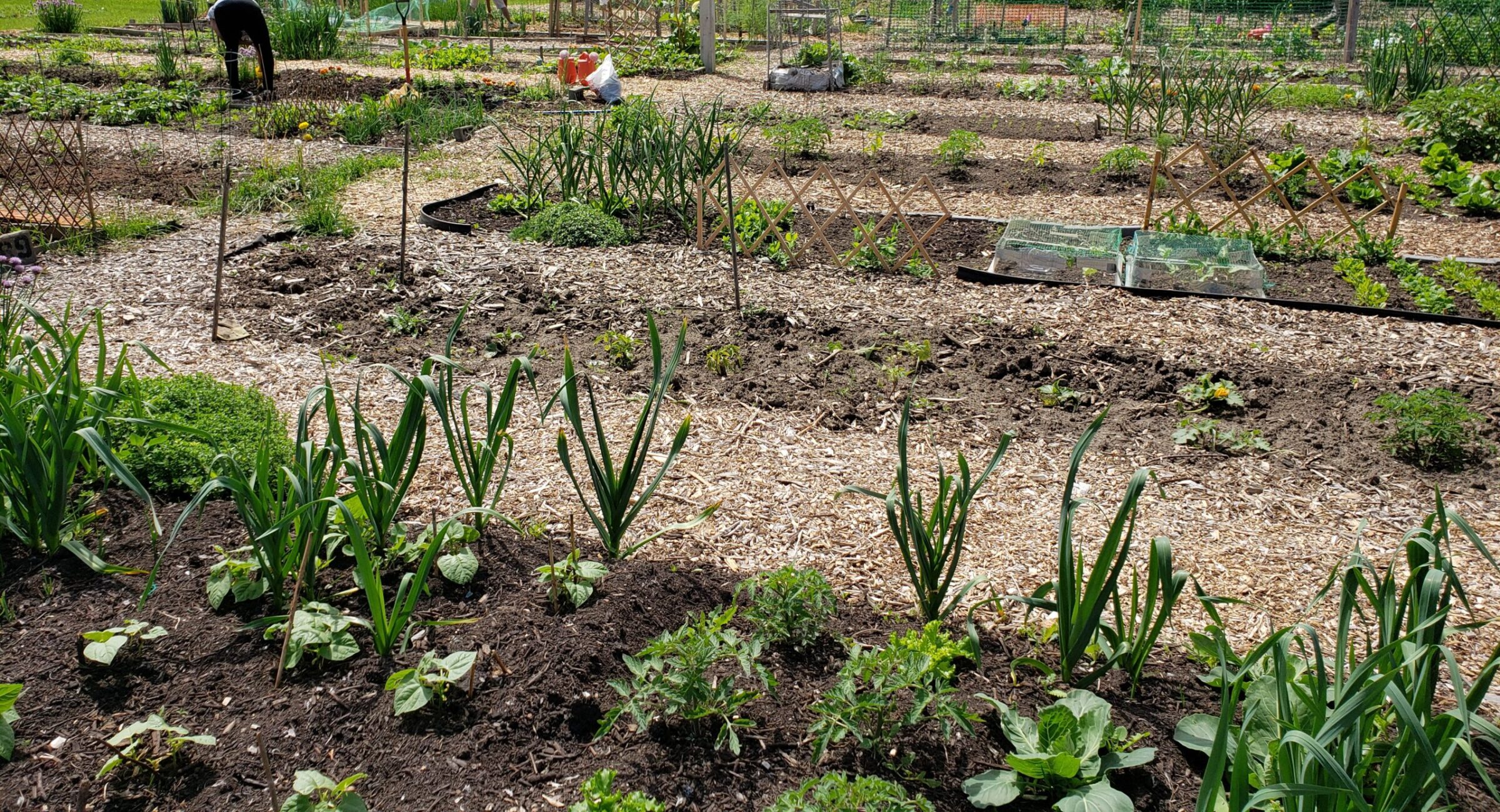 Welcome! - St. Andrew's Community Garden